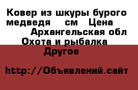 Ковер из шкуры бурого медведя 190см › Цена ­ 60 000 - Архангельская обл. Охота и рыбалка » Другое   